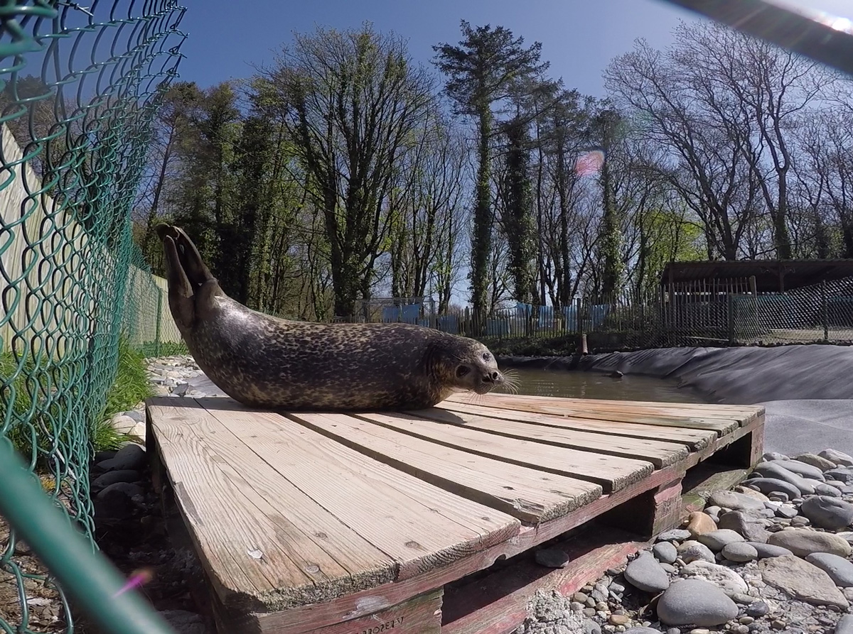 Seal Rescuer for a Day - Discovering Marine Life in a New Way