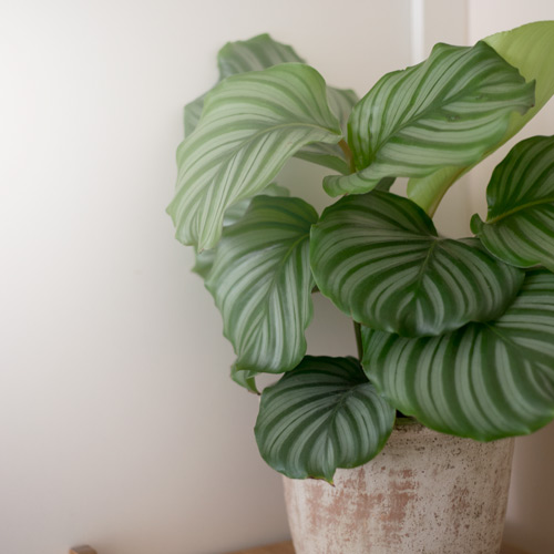 Calathea Plant - Sustainable & Conscious Bedroom Makeover on a budget