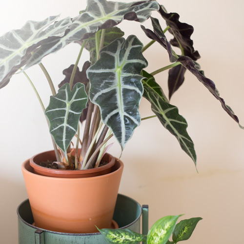 Elephant Ear Plant - Sustainable & Conscious Bedroom Makeover on a budget