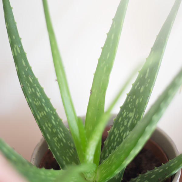 Aloe Plant - 10 Tips for protecting your skin, hair and nails in the summer