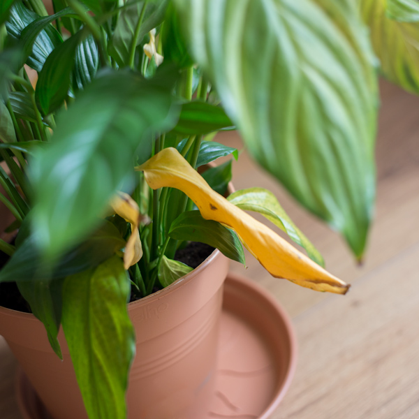 Dead leaves - 14 Tricks to Zero Waste Indoor Gardening