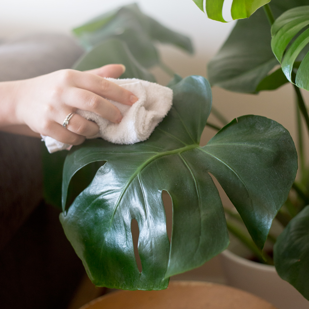Washing Monstera leaf - 14 Tricks to Zero Waste Indoor Gardening