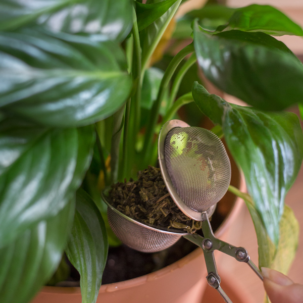 Used tea leaves - 14 Tricks to Zero Waste Indoor Gardening
